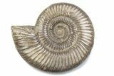 Polished Jurassic Ammonite (Perisphinctes) - Madagascar #378953-1